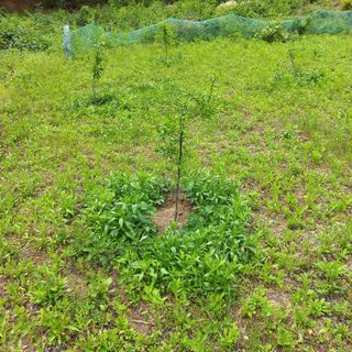 김건우님의 기타작물 · 영농일지 작성글 사진