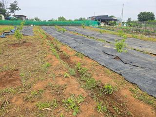 소병기 정직한농장님의 복숭아 · 영농일지 작성글 사진