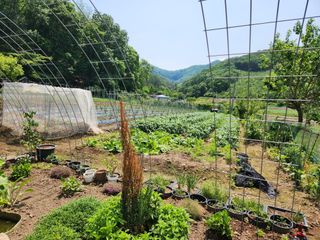 드래곤 님의 고추 · 영농일지 작성글 사진