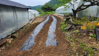감자11850님의 들깨 · 영농일지 작성글 사진