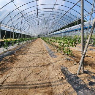 유원준님의 고추 · 영농일지 작성글 사진