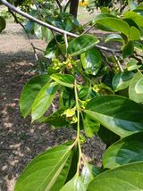 팜모닝 감·영농일지 게시글 이미지