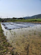 팜모닝 기타작물·영농일지 게시글 이미지