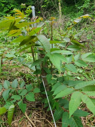 자연같이님의 기타작물 · 영농일지 작성글 사진