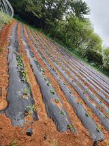 팜모닝 고구마·영농일지 게시글 이미지