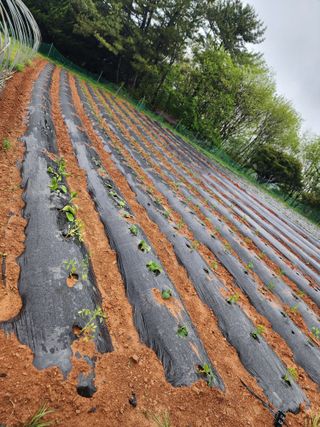 심순보님의 고구마 · 영농일지 작성글 사진