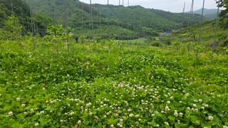 벌꿀오소리님의 기타작물 · 영농일지 작성글 사진