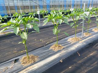 콩나라최여순님의 고추 · 영농일지 작성글 사진