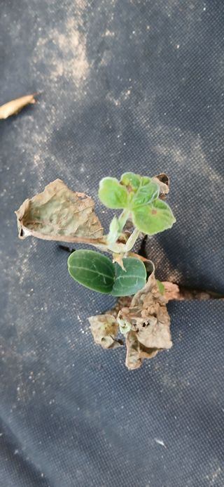 우철님의 기타작물 · 영농일지 작성글 사진