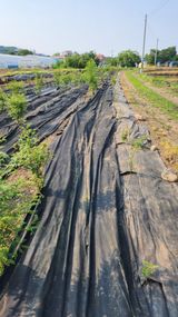 팜모닝 기타작물·영농일지 게시글 이미지