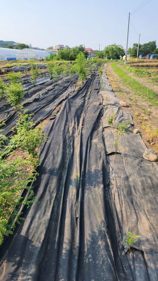 정헌경님의 기타작물 · 영농일지 작성글 사진