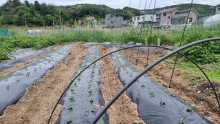 김윤회님의 옥수수 · 영농일지 작성글 사진