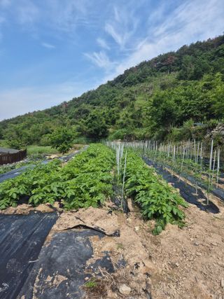 시골농부뜨돌이님의 감자 · 영농일지 작성글 사진