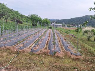 정희군님의 복숭아 · 영농일지 작성글 사진