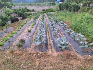 정희군님의 복숭아 · 영농일지 작성글 사진