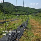 팜모닝 기타작물·영농일지 게시글 이미지