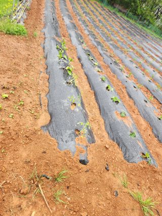 심순보님의 고구마 · 영농일지 작성글 사진