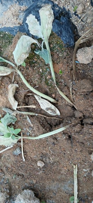 우철님의 기타작물 · 영농일지 작성글 사진