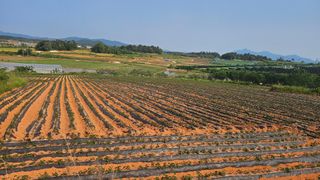 햇살처럼영농조합님의 기타작물 · 영농일지 작성글 사진