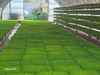 최갑수 님의 기타작물 · 영농일지 작성글 사진