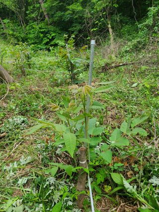 자연같이님의 기타작물 · 영농일지 작성글 사진