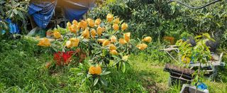 김상철님의 기타작물 · 영농일지 작성글 사진