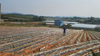 햇살처럼영농조합님의 기타작물 · 영농일지 작성글 사진