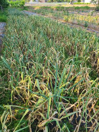 만청님의 마늘 · 영농일지 작성글 사진