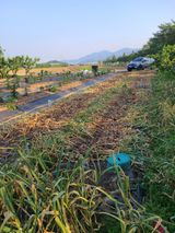 팜모닝 마늘·영농일지 게시글 이미지