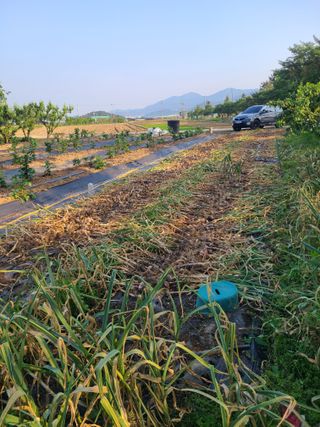 만청님의 마늘 · 영농일지 작성글 사진