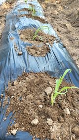 팜모닝 고구마·영농일지 게시글 이미지