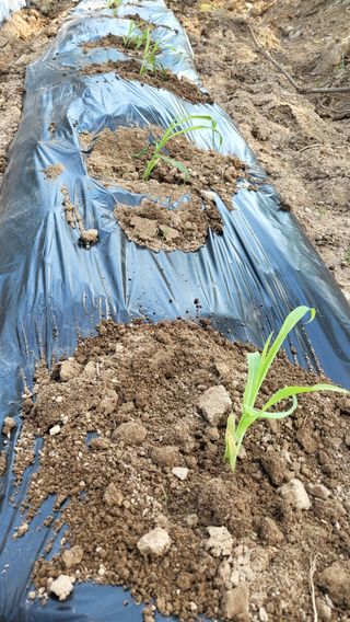 우리님의 고구마 · 영농일지 작성글 사진