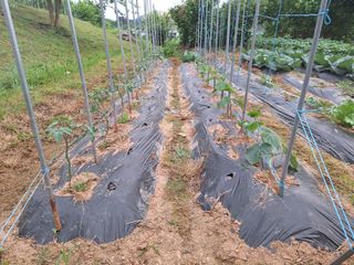 정희군님의 복숭아 · 영농일지 작성글 사진