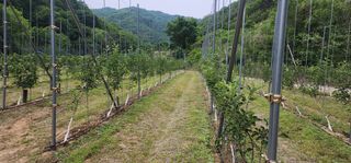 전길용님의 사과 · 영농일지 작성글 사진