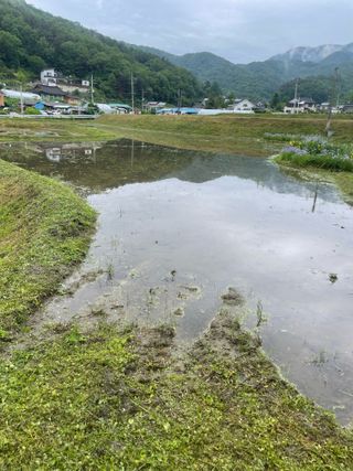 별@노래농장(정씨)님의 벼 · 영농일지 작성글 사진