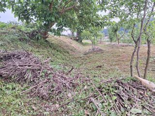 정희군님의 복숭아 · 영농일지 작성글 사진