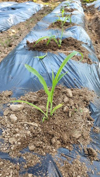 우리님의 고구마 · 영농일지 작성글 사진