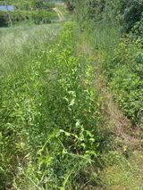 팜모닝 기타작물·영농일지 게시글 이미지