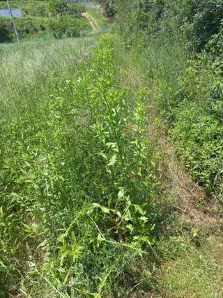 표고버섯18837님의 기타작물 · 영농일지 작성글 사진