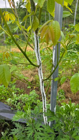 벌꿀오소리님의 기타작물 · 영농일지 작성글 사진