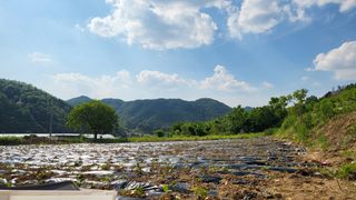 우리님의 고구마 · 영농일지 작성글 사진