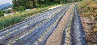 지안님의 기타작물 · 영농일지 작성글 사진