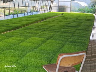 최갑수 님의 기타작물 · 영농일지 작성글 사진