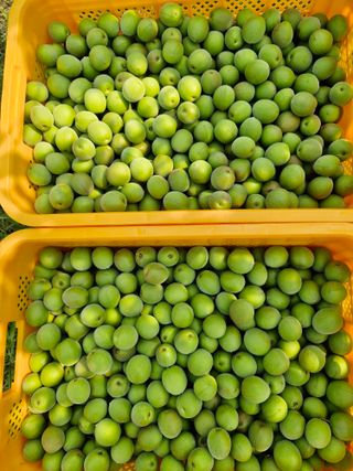 매실향기차향기님의 기타작물 · 영농일지 작성글 사진