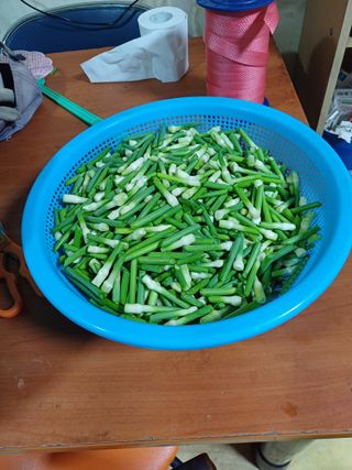 금돌비학님의 마늘 · 영농일지 작성글 사진