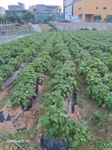 팜모닝 감자·영농일지 게시글 이미지