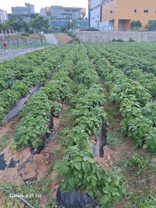 행복한누룩님의 감자 · 영농일지 작성글 사진