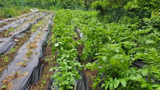 ogapiall님의 감자 · 영농일지 작성글 사진