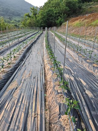 김광자님의 기타작물 · 영농일지 작성글 사진