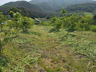 마이산 호두농원님의 기타작물 · 영농일지 작성글 사진